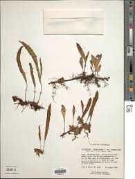 Image result for Pleopeltis macrocarpa