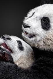 ✓ free for commercial use ✓ high quality images. Panda And Panda Cub Black Background 750x1334 Iphone 8 7 6 6s Wallpaper Background Picture Image