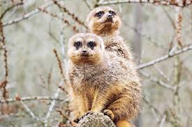 Die zoom erlebniswelt mit parkbeschreibung, preise, öffnungszeiten, bilder und vielen wichtigen informationen rund um den zoo in gelsenkirchen. Tierische Weltreise Im Ruhrgebiet Travelisto Familien Reiseblog