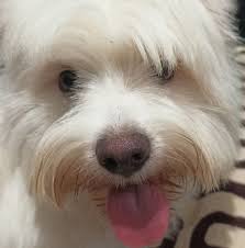 Patrick McCaw is now a back-to-back-to-back NBA Champion 🔥 No one has done  this since Kobe and Shaq. 🏆🏆🏆