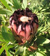 Protea Neriifolia Wikipedia