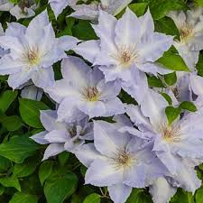 Check spelling or type a new query. Clematis Outdoor Plants Garden Center The Home Depot