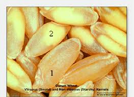 Choose from contactless same day delivery, drive up and more. Hard Vitreous 1 And Non Vitreous 2 Durum Wheat Kernels C Canadian Download Scientific Diagram