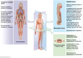 This will result in more pain if organs under your left ribs become damaged. Body And Directional Terms Anatomy Worksheet Printable Worksheets And Activities For Teachers Parents Tutors And Homeschool Families