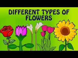 Types of flowers learn different flower names with the picture. Learn English Flower Names With Pictures Different Types Of Flowers Preschool Learning Videos Youtube