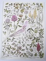 1974 vintage british flowers book plate red clover yellow melilot fenugreek spotted medick botanical illustration w k british flowers book plates clover