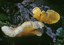 Image result for Paxillus panuoides