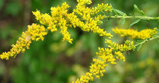 You can use this swimming information to make your own swimming trivia questions. What Is Kentucky S State Flower Trivia Questions Quizzclub