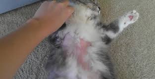 Makanya resep yang murah tapi bergizi ini sangat bisa kucing ini memang terkenal memiliki bulu yang lebar, namun hal tidak berarti kalau kucing ini memiliki berat badan yang tinggi. Penyebab Dan Cara Mengatasi Bulu Kucing Rontok Ampuh