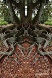 Creation 167 By Mike Nellums Mutter Natur Baumwurzel Und Verbluffende Natur