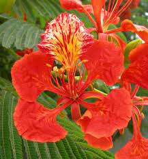 Pin By Elena On Flowers Royal Poinciana Botanical Flowers Flowers