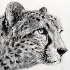 Black And White Cheetah Drawing Cheetah Graphite Tutorial Realistic Animal Drawings Cheetah Drawing Graphite Art