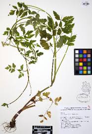 Image result for Oenanthe mildbraedii