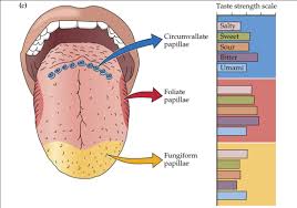 diagram of spinal cord and tongue diagram of taste buds