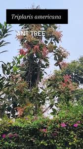 Image result for Triplaris americana