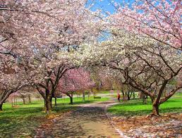 Branch brook park is nearly 4 miles long and averages 1/4 mile in width. Cherry Blossom In New Jersey Cherry Blossom Spring Scenery New Jersey