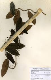 Image result for Tacazzea