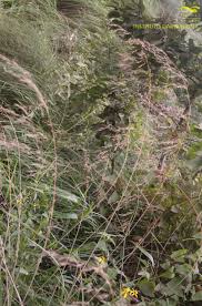 Image result for Sorghastrum stipoides