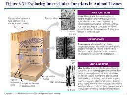 Plasmodesmata are junctions between plant cells, whereas animal cell contacts include tight junctions, gap junctions, and desmosomes. Chapter 6 A Tour Of The Cell Ppt Video Online Download