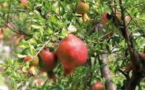 Place the plant in the planting hole and replace the soil with the mix 50/50 and gently pack down the dirt. Pomegranate Wonderful