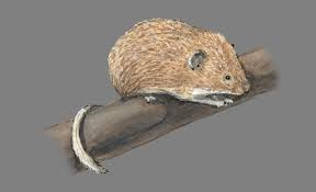 Image result for Volusia amboinensis