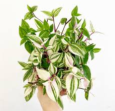 Image result for Tradescantia