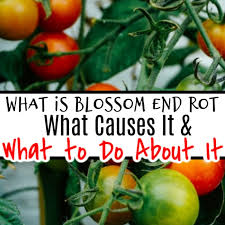 How to prevent blossom end rot in zucchini. What Is Blossom End Rot What Causes It And What To Do About It