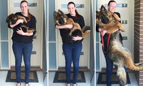 Reddit Couple Document Their Dogs Extraordinary Growth