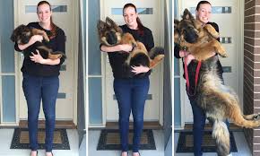 reddit couple document their dogs extraordinary growth