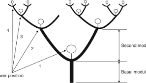 Image result for Exochaenium