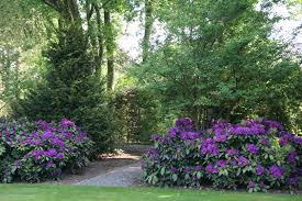 Rhododendron Rasputin Van Den Berk Boomkwekerijen Tuin Inspiratie Tuin Daktuinen