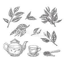 Green Tea Sketch Vector Illustration Leaves Teapot And Cup Hand Tea Leaves Illustration Tea Illustration Tea Leaves Tattoo
