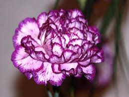 How Many Flowers Do You Know Carnation Flower Types Of Purple Flowers Carnation Flower Meaning