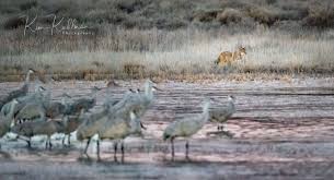 We Heard This Coyote Well Before First Light On The Final Day Of The Festivalofthecranes At Bosquedelapache N Bird Photography Bird Watching Wildlife Refuge