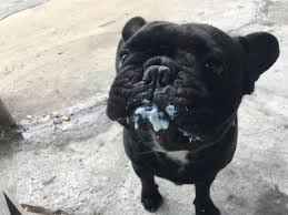 Fish that are safe for cats. Can Dogs Eat Yogurt 1800petmeds