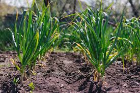 Wann und wie erntet man knoblauch? Knoblauch Pflanzen Tipps Zum Setzen Anbauen Plantura