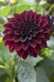 Black Dahlia Flower Google Search Sommarblommor Dahlia Blommor