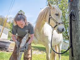 Look for uno on the streets and beaches serving and protecting the citizens of fort lauderdale florida. Us Wild Horses Couldn T Drag Her Away From The Life Of A Farrier Pittsburgh Post Gazette