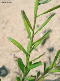 Image result for Polygala macrostigma