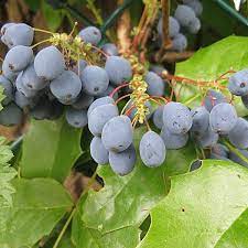The history of oregon grape stretches back centuries to use by native americans, and today the oregon grape is recognized for its valuable medicinal uses. The Oregon Grape Plant And The Potential Uses Of Berberine Owlcation