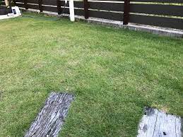 芝生 tm9 の1年目の生育はほぼ順調 やったことのまとめ 芝刈り 肥料 芝刈り 土蜂対策 家づくりと暮らしかた マイホームを快適に メンテナンスと工夫 一条工務店i smart 家庭菜園やバーベキュー リゾート空間など自宅や庭を活用した子育て世代が暮らす