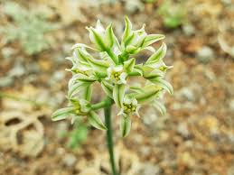 Image result for Eriospermaceae