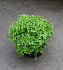 Image result for Selaginella kivuensis