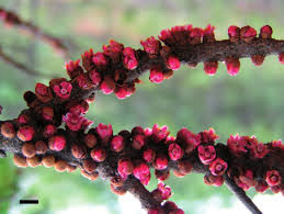 Image result for Pilostyles aethiopica