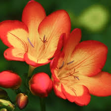 Image result for Tritonia