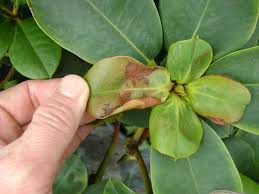 While leaf spots can be controlled with a fungicide, root and crown rot can be prevented to some extent by planting rhododendrons in well drained soil. Rhododendron Planting And Care Rhododendron Plant Species Description Care And Cultivation