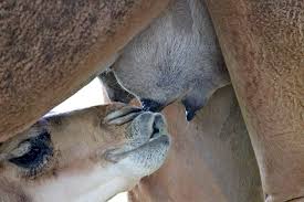 Fluid, macronutrients, micronutrients, and adequate food energy. No Camels Milk Isn T Vegan News Peta Australia