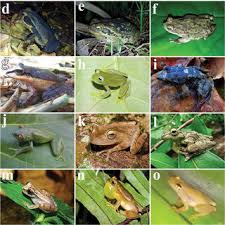 Image result for Adenostemma afrum