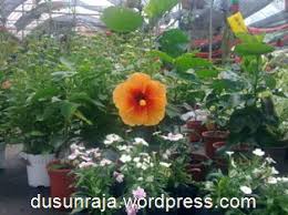 Vog pindah pokok bunga raya berlapis dalam pasu. Taman Bunga The Royal Orchard