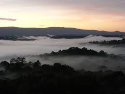 Image result for Landolphia eminiana